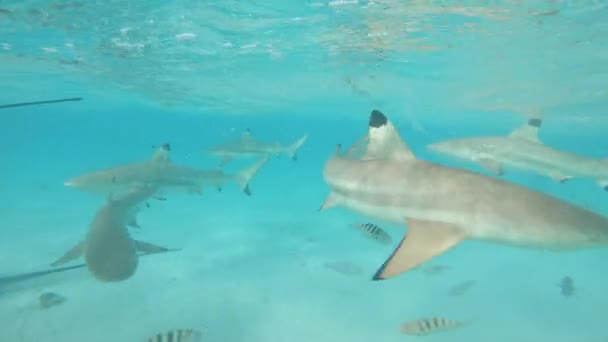 Underwater Beautiful Shot Blacktip Sharks Big Stingrays Roaming Endless Turquoise — Stock Video