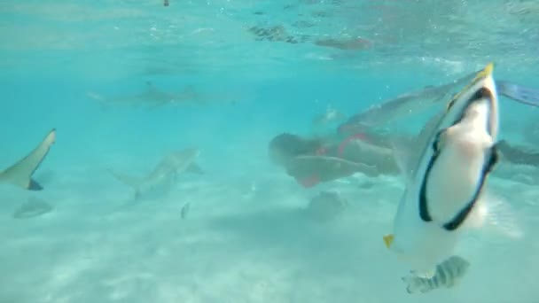 Agua Superior Joven Viajera Bucea Océano Esmeralda Con Amigables Tiburones — Vídeo de stock