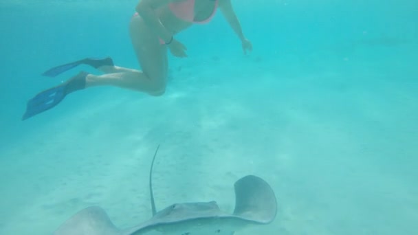 スローモーション 友好的なサメやエイでいっぱいのターコイズブルーの海の女性のシュノーケリング エキゾチックな島の近くの地元の野生動物と一緒に泳ぐ女性旅行者の壮大な水中ビュー — ストック動画