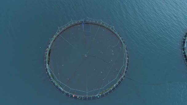 海の真ん中に野生のサケの大きな青い池上空中 トップダウン 農業プールを覆うネットの下に水の外に飛び出す無数の魚の壮大な空撮 — ストック動画