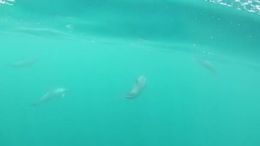 Su altında, Slow Motion: Bir grup güzel yunus büyüleyici turkuaz okyanusun derinliklerine doğru yüzüyor. Pasifik Okyanusu 'nun derinliklerindeki doğal ortamlarında nefes kesen sevimli yunuslar..