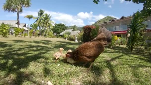 在乡村一个没有鸟笼的家禽饲养场附近 黄鸡跟随它们的母亲在多风的草地上飞来飞去 乡村风景环绕在阳光普照的草地上喂小鸡 — 图库视频影像