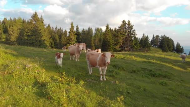 Aerial Vacas Blancas Marrones Pie Prado Día Soleado Las Hermosas — Vídeo de stock