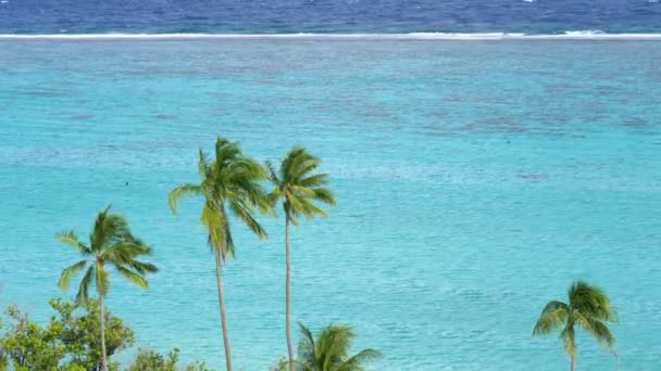 Küçük Köpüklü Okyanus Dalgaları Yüksek Palmiye Ağaçları Olan Güzel Sahile — Stok video