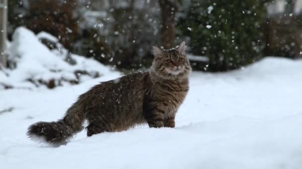 Slow Motion Close Porträtt Söt Tamkatt Som Står Snöig Trädgård — Stockvideo