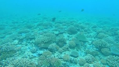 Su altı: Güzel turkuaz okyanus suyu ve sonsuz beyaz mercanlar uzak mesafelere kadar uzanıyor. Küçük siyah balıklar, Tahiti yakınlarındaki sakin Pasifik Okyanusu 'ndaki beyazlaşmış mercan resiflerinin üzerinde yüzerler..
