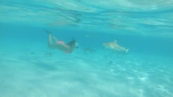 若い女性観光客は 無害なサメ満ちてエメラルドの海を探る 楽しいシュノーケ リング旅行の楽園の島の近くの女性を発見砂浜海岸の近くのフレンドリーな Blacktip のサメ — ストック動画