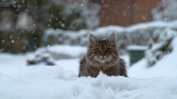 눈덮인 정원에 카메라를 귀여운 집고양이의 커다란 줄무늬 고양이 밖에서 겨울을 — 비디오