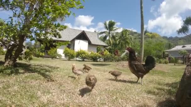 Cerrar Fuerte Viento Del Verano Sopla Través Prado Pollos Pasados — Vídeos de Stock