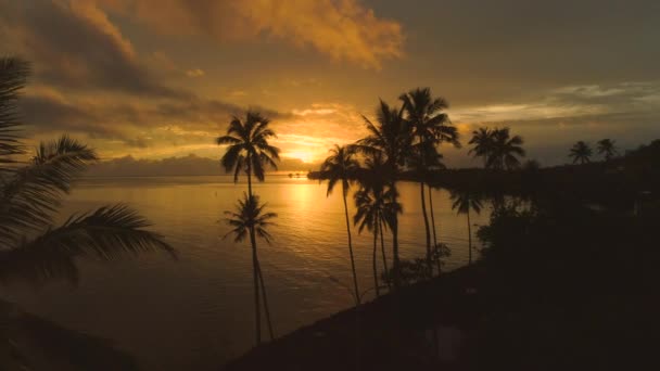 美しい夏の夕暮れ時の静かなエキゾチックなビーチの近くに背の高いヤシの木から離れて空中飛行 太平洋のリモートの熱帯の島に輝く最後の夜日差しの美しいショット — ストック動画