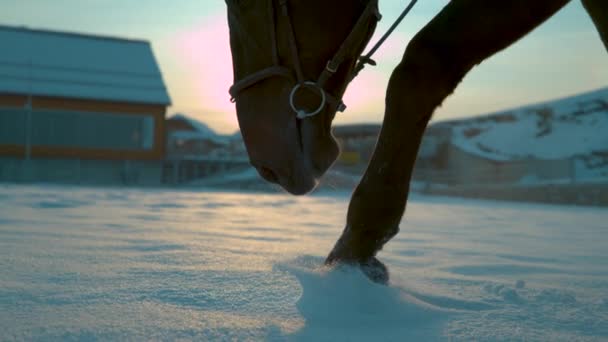 Slow Motion Close Dof Kış Günbatımında Derin Kar Örtüsünün Altında — Stok video