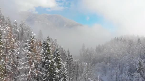 Aerial Bela Vista Montanha Coberta Floresta Dia Nebuloso Inverno Paisagem — Vídeo de Stock