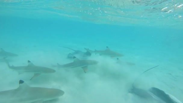 鲨鱼和黄鼠狼把绿松石般的海洋与白色的沙子搅乱在一起 热带岛屿附近好玩的水生野生动物的壮观的水下景观 海鱼和黑头鲨同居 — 图库视频影像