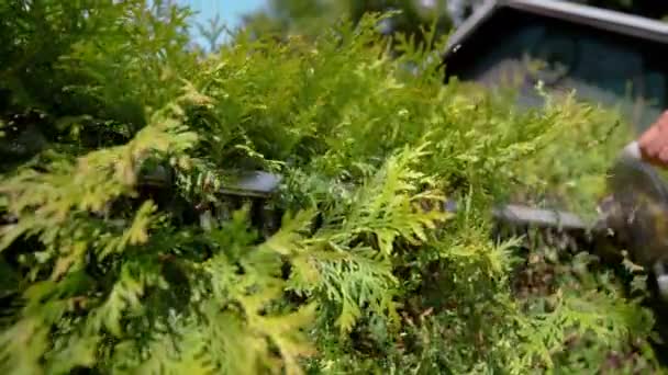 Slow Motion Close Dof Bilinmeyen Bahçıvan Baharın Güneşli Bir Gününde — Stok video
