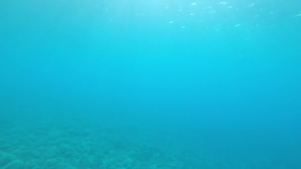 Underwater Bright Sun Rays Shine Fragile Bleached Coral Reef Hidden — Stock Video