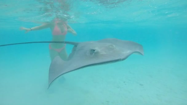 Slow Motion Underwater Close Friendly Stingray Shark Swim Camera While — Stock Video