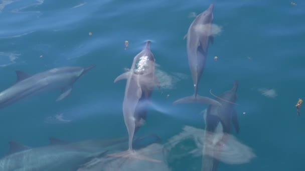 Moción Lenta Cerrar Grupo Delfines Sube Superficie Del Océano Para — Vídeos de Stock