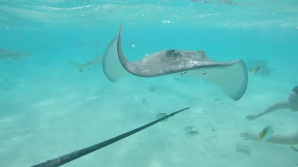 Slow Motion Underwater Close Happy Girl Dives Friendly Stingray Swimming — 图库视频影像