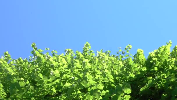 Bottom Copy Space Bright Sunlight Shines Vibrant Green Leaves Perfect — Stock Video