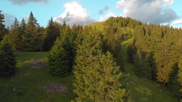 Antenne Flug Über Die Hoch Aufragenden Fichten Die Einem Sonnigen — Stockvideo