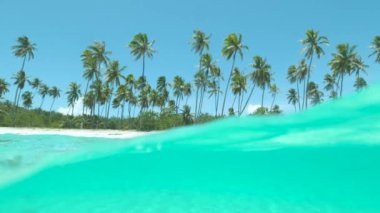 Yavaş Hareket Yarım Dof: Güzel kristal berrak okyanus kumlu sahile doğru süzülür ve uzun palmiye ağaçları yemyeşil olur. Zümrüt rengi egzotik deniz ve güneşli plaj manzarası