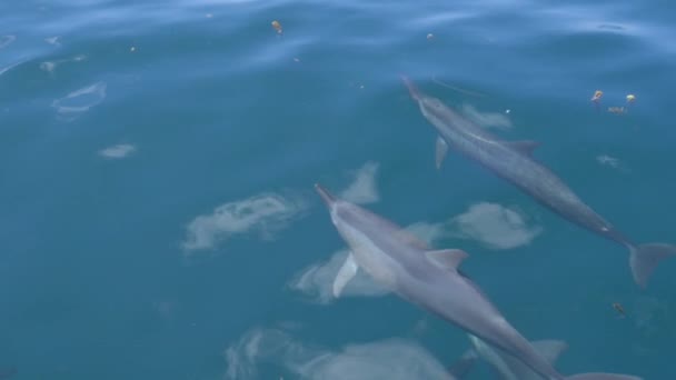 FERMER, LENT MOTION : Les dauphins ludiques remontent à la surface de la mer tropicale pour souffler des bulles d'air à travers leur blowhole. Groupe de dauphins curieux nageant juste sous la surface de l'océan calme .