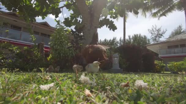 Fermer Lens Flare Faible Angle Mignons Petits Poulets Jaunes Poules — Video