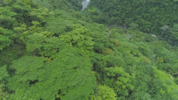 在绿树成荫的树梢上盘旋 环绕着流过遥远奇异岛屿的小河 法属波利尼西亚热带河流和无尽热带雨林的壮观景象 — 图库视频影像