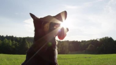 Yavaş Hareket, Düşük Açı, Lens Flare, Close Up: Güzel siyah ceket ile Lovely genç sınır collie sabırla sahibinin komutu bekler. Güneşli bir çayırda oturan yaz sıcağında köpek yavrusu panting.