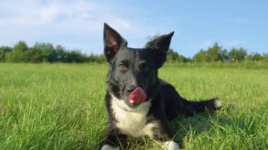 Yavaş Hareket, Portre: Güzel siyah ve beyaz kürk ile sevimli hasta köpek yavrusu sıcak bir yaz günü boyunca soğuk çim dinlenir. Sevimli sınır collie güneşli bir otlak ortasında hala yalan.