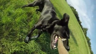 Yavaş Hareket, Pov: İnatçı siyah sınır collie uzun ahşap sopa gidelim istemiyor. Eğlenceli bir köpek yavrusu sahibi ağzından şube almak için çalışır. Doğada oynayan köpek ve sahibi.