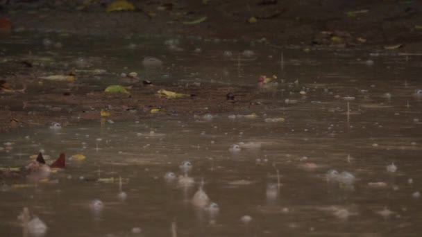 慢动作 小雨滴掉进大浑浊的水坑飞溅 并产生波纹 在柬埔寨秋林中间 雨水在空荡荡的水泥路旁填满 — 图库视频影像
