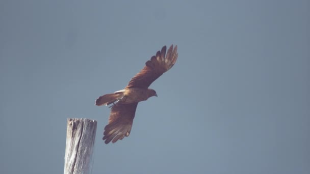 Super Slow Motion Dof Chiudi Maestoso Uccello Rapace Marrone Piedi — Video Stock