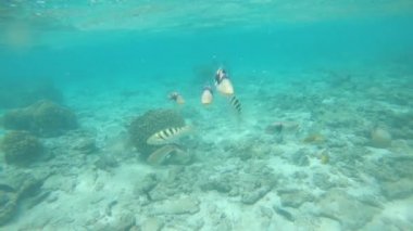 Sualtı: Ağartılmış ve tahrip mercan resifinde kalan birkaç balığı besleyen genç kadın turist. Çürüyen kıyı resifinin etrafında ki şnorkelli yüzme tropikal balıkları besliyor. Hayvanlar ve iklim değişikliği