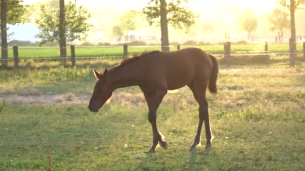 クローズアップ 若いサラブレッドの子馬は 晴れた春の夜に壮大な牧場の周りを歩いている間 その首を傷つける 素敵な若い馬は 他の馬の間で美しい日当たりの良い牧草地の周りを歩きます — ストック動画