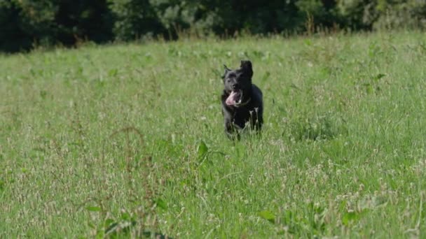 Moción Lenta Portrait Perro Negro Enérgico Corre Través Pastizal Vacío — Vídeos de Stock