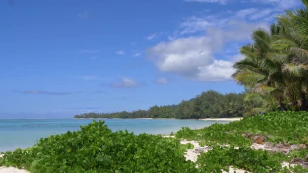 Palmeras Vegetación Playa Tropical Arena Blanca Revolotea Fresca Brisa Del — Vídeo de stock