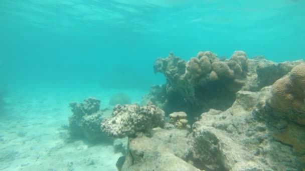 Underwater Gång Färgglada Koraller Kvar Död Havsbotten Grund Miljöförändringar Stora — Stockvideo