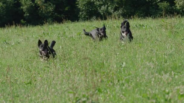 慢动作 三只欢快的边境牧羊犬跑出森林 穿过高大的草对着相机 夏天阳光明媚的一天 顽皮的小狗在空旷的草地上奔跑 — 图库视频影像