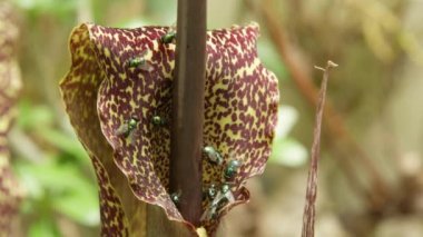 Yakın kadar makro, Dof: Büyük bir vudu zambak kokusu gider çiçeği yeşil ve kahverengi bir grup çekiyor. Sinekler için onun tehlikeli bloom bir etobur bitki etinin çürüyen pis koku lures.