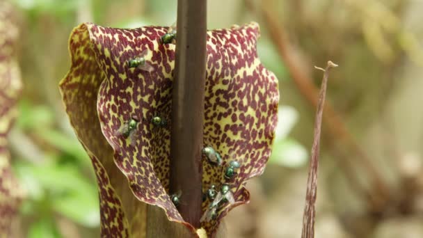 クローズ アップ マクロ Dof ブードゥー教の大きなユリの悪臭は 緑と茶色の花をハエのグループを集めています その危険な花にハエで食虫植物の肉を腐敗の悪臭のルアーします — ストック動画