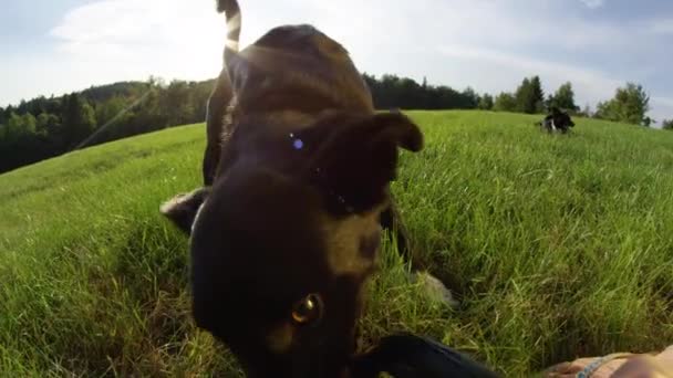 SLOW MOTION, LENS FLARE, POV : Adorable jeune chien joue avec le propriétaire et un jouet détruit dans la campagne ensoleillée. Frontière ludique collie chiot tirant sur un frisbee déchiqueté pendant le temps de jeu dans la nature .