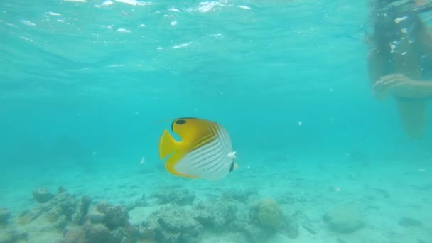 Underwater Small Yellow Tropical Fish Feeds Bread Torn Diver Girl — Stock Video