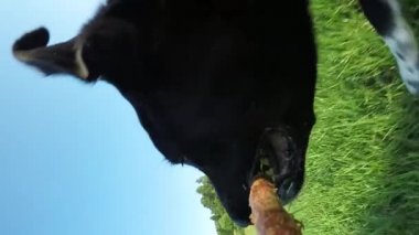 Yavaş Hareket, Close Up, Lens Flare: Ağzında bir dalı ile kırsal etrafında çalışan eğlenceli sınır collie köpek yavrusu. Genç siyah köpek fetch oynarken ve otlak boyunca ahşap bir sopa taşıyan