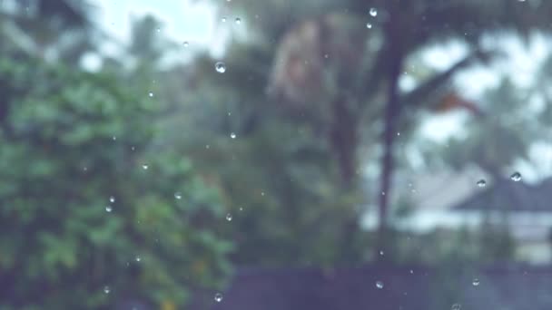 Slow Motion Dof Pequenas Gotas Chuva Cintilantes Passam Pela Exuberante — Vídeo de Stock