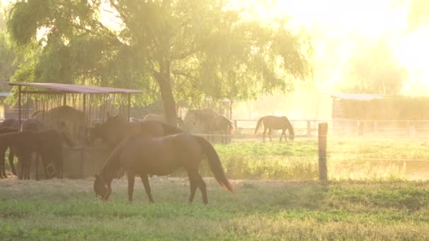 Espectacular Luz Dorada Del Sol Ilumina Una Manada Caballos Pastando — Vídeos de Stock