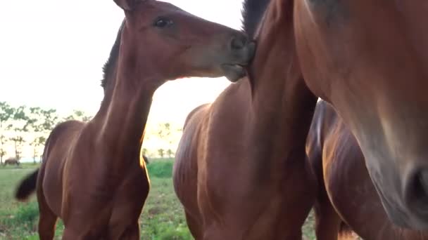 Close Drie Schattige Jonge Paarden Bijten Elkaars Nek Terwijl Anderen — Stockvideo