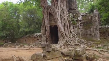 Yakın: Uzun tropik ağaç köklerinin Kamboçya'daki antik bir Budist Tapınağı için solma taş girişinde üzerinde büyür. Angkor Wat tarafından büyük bir ağaç büyümüş içinde çürüyen bir binanın şaşırtıcı görünümü.