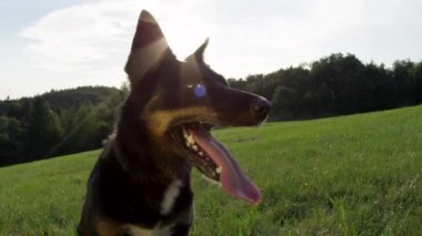 Yavaş Hareket, Close Up, Lens Flare: Neşeli siyah köpek yavrusu kırsal sıcak bir yaz gününde soğuk çimenli alanda oturarak serinler. Sevimli sınır collie çalıştırdıktan sonra ağır nefes.