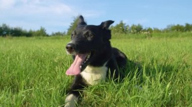 Yavaş Hareket, Portre: Sevimli köpek yavrusu hala boş alan etrafında yaz sıcağında koştuktan sonra ağır nefes yatıyor. Sahibi ile oynadıktan sonra güneşli doğa etrafında bakan Neşeli sınır collie köpek.